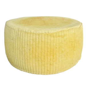 REGGIANITO SEMI BLANCO